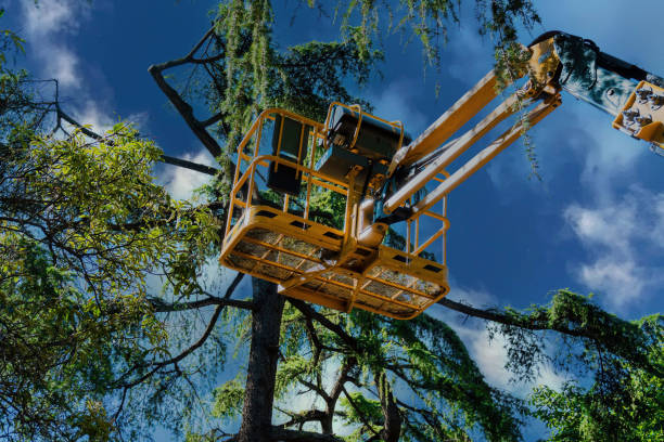 Best Affordable Tree Service  in Lake Butler, FL